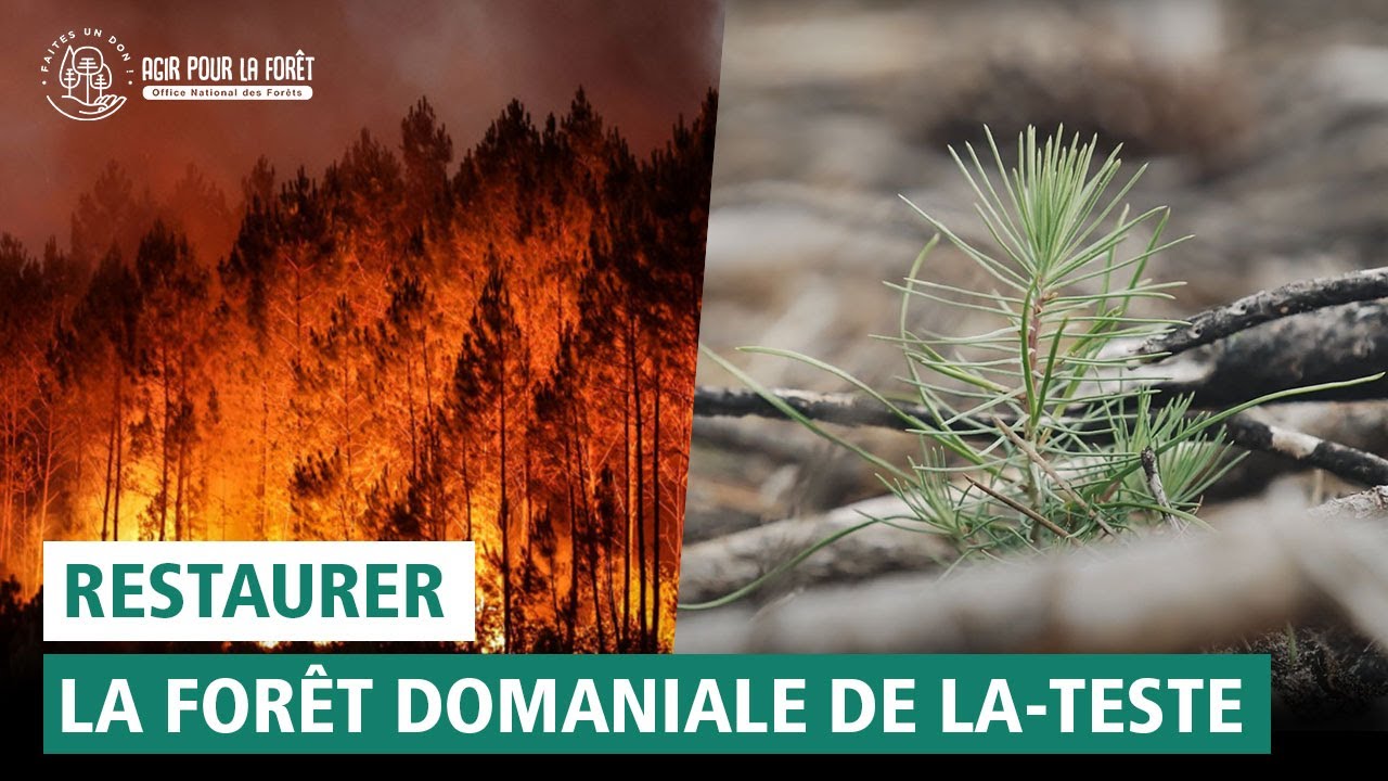 Flammes passées, avenir reboisé : l'espoir grandit en Gironde après les incendies de 2022.