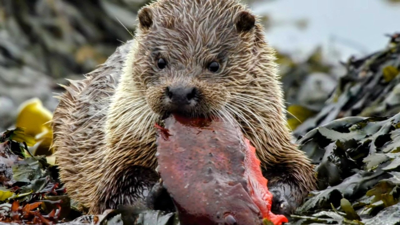 Vie sauvage : les loutres des Shetlands