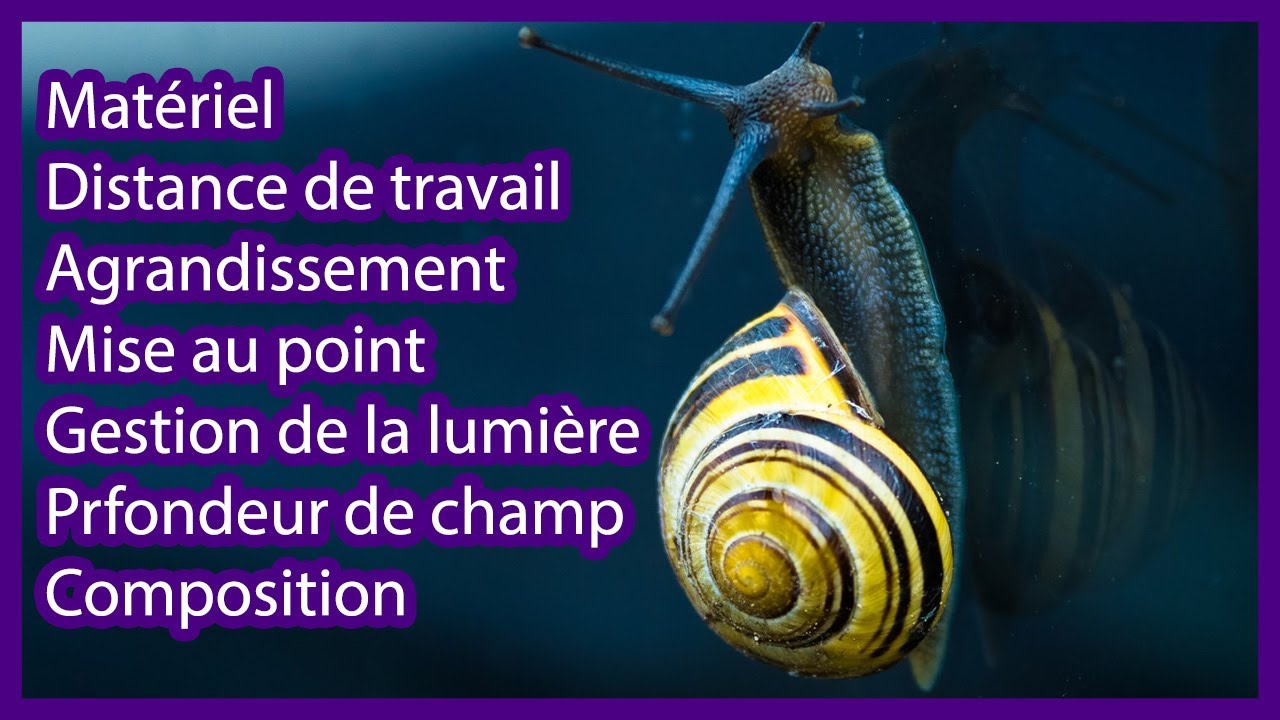 Le guide ULTIME de la macro photo en 12,5 étapes (matériel, distance de travail, mise au point...)