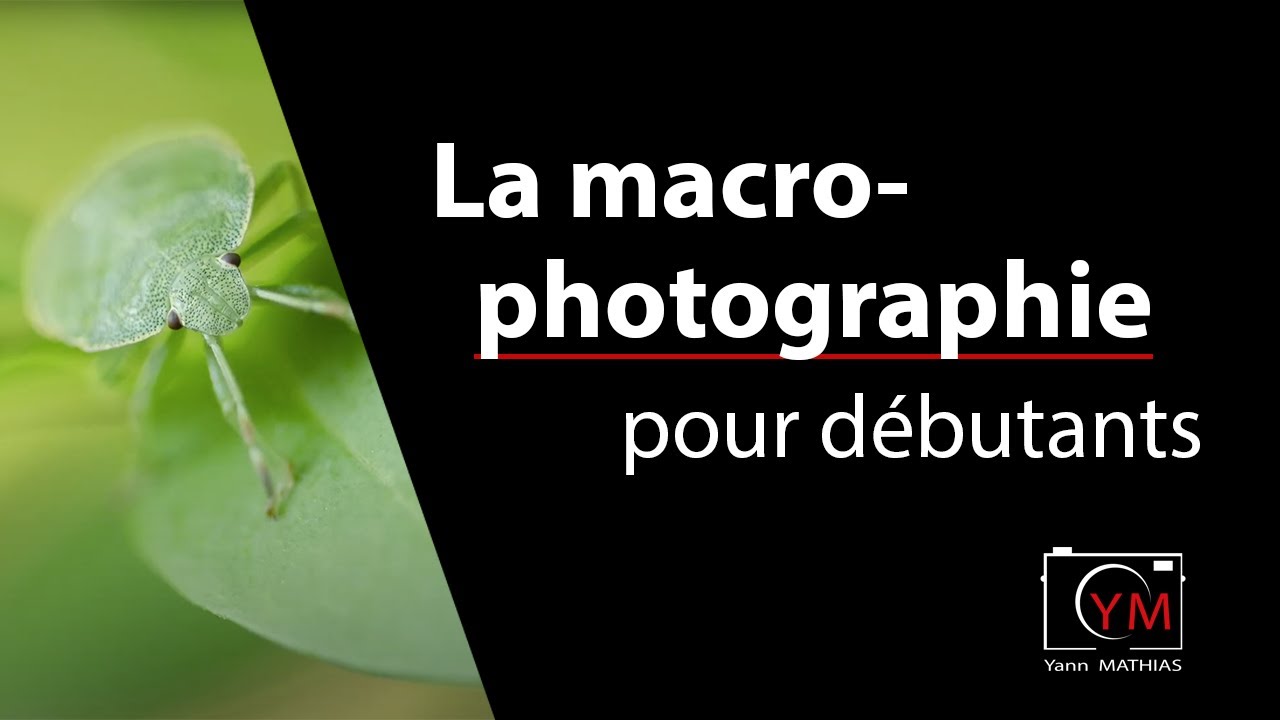 Conseils de macrophotographie pour les débutants