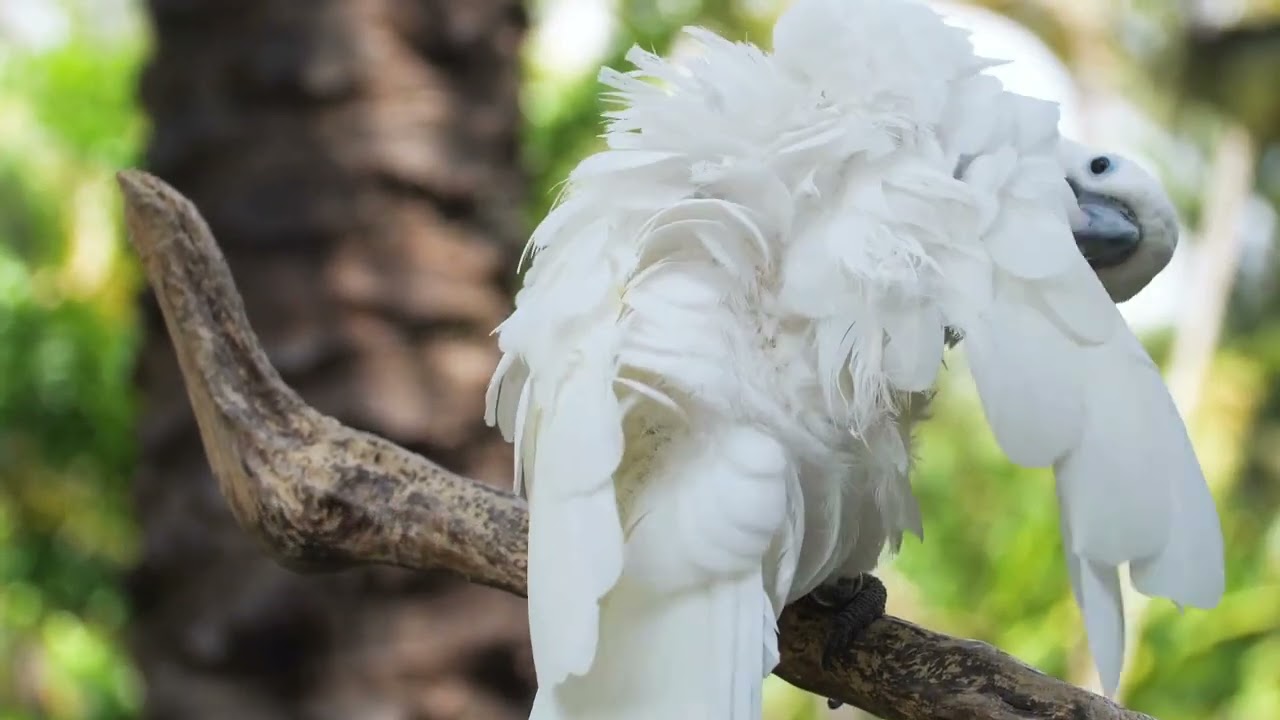 Méditation Guidée : L'Art de Commencer pour Aller de l'Avant | Inspiré par Mark Twain