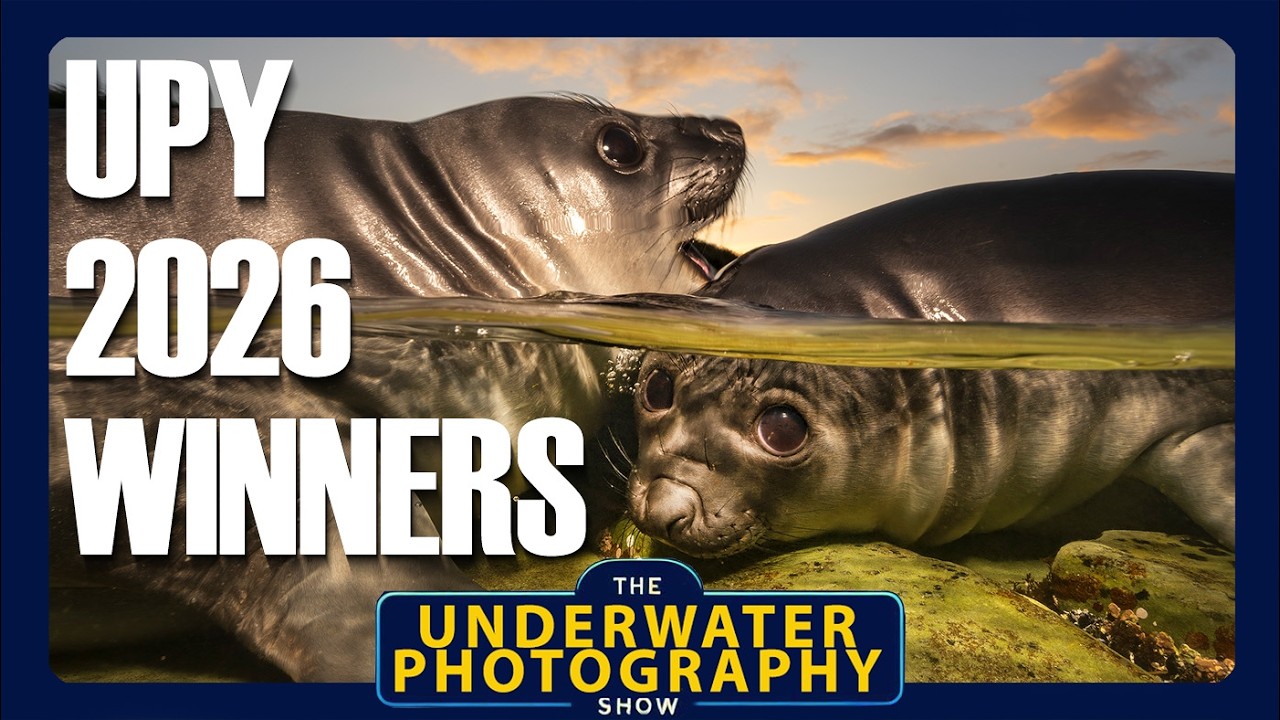 UPY 2026. Reviewing the winners from Underwater Photographer of the Year 2026