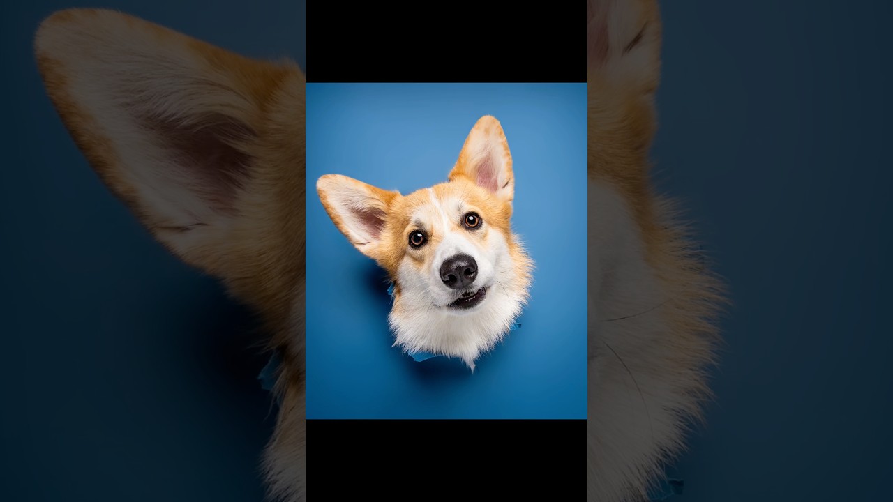 3 chiens, 3 trous, quelle photo tu préfères ? 😍 #chien #dogs #photographie