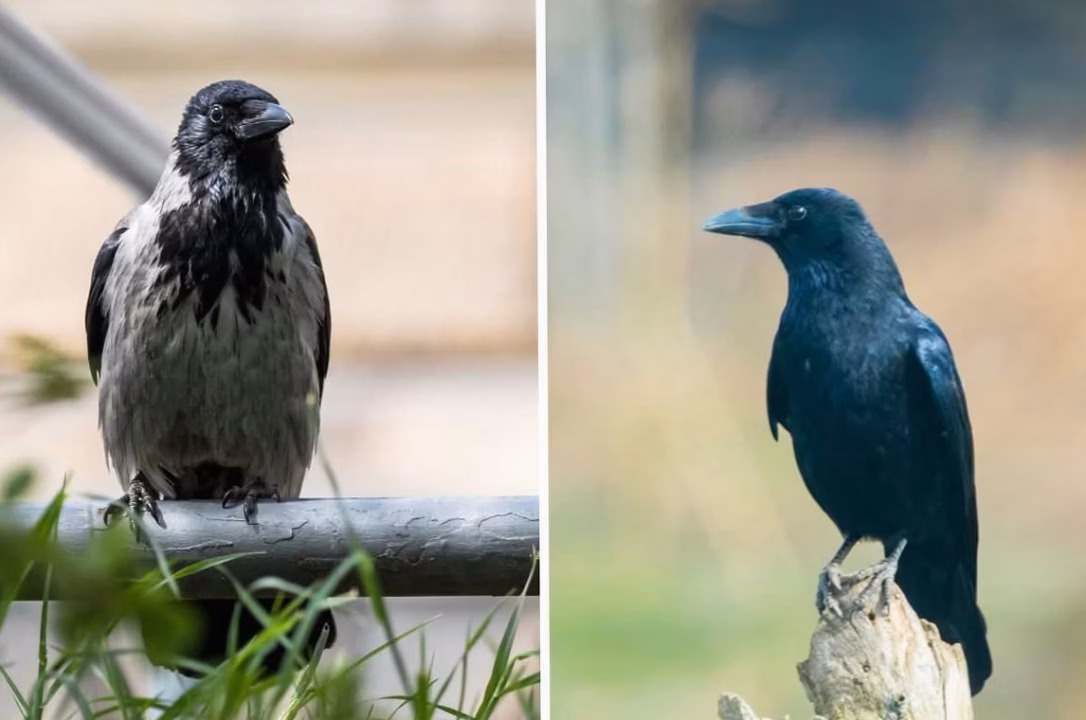 « Tranquillité et beauté du granit » : un couple franco-anglais immortalise les oiseaux dans leur habitat naturel